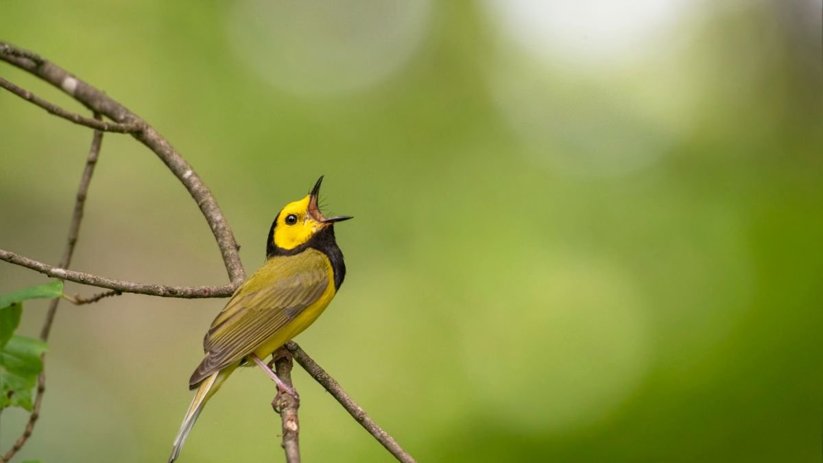 Egy színes madár ül egy ágon, éppen énekel a zöld háttér előtt.