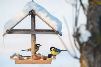 Két cinege egy hóval borított madáretetőn, téli tájban.