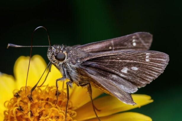 Egy barna lepke pihen egy sárga virágon, részletes közelkép.