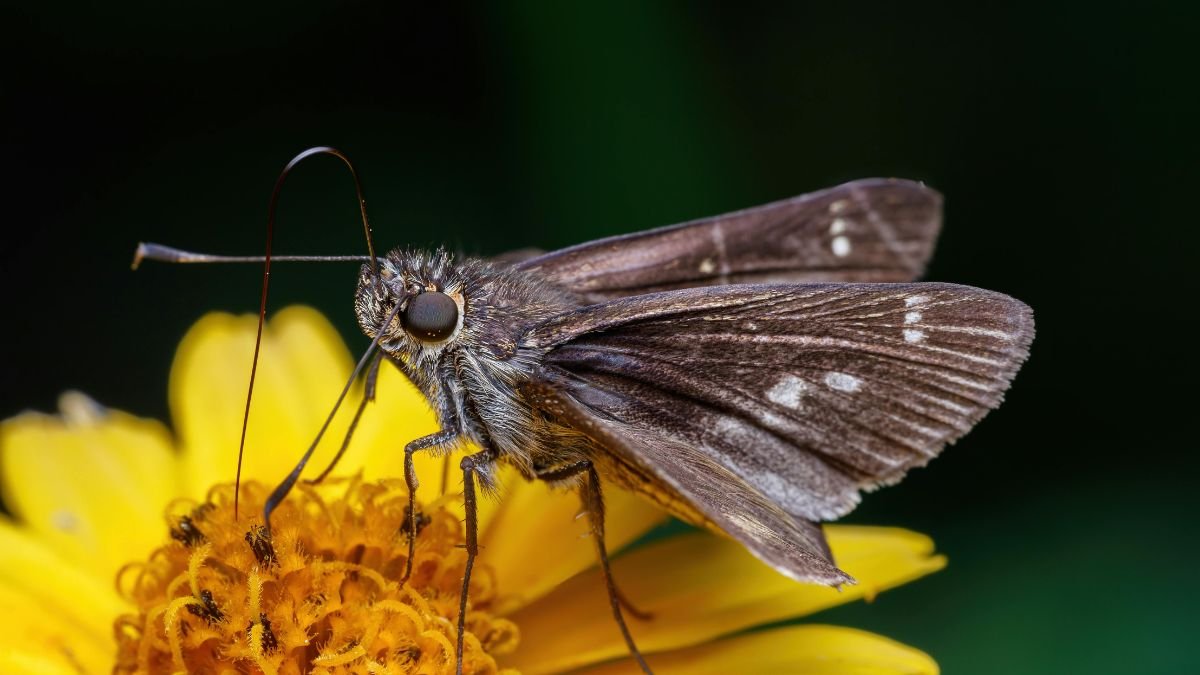 Egy barna lepke pihen egy sárga virágon, részletes közelkép.