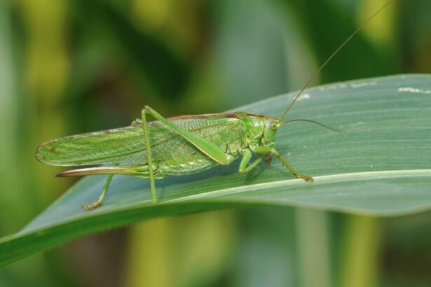 Zöld lombszöcske egy levélen, természetes környezetben.