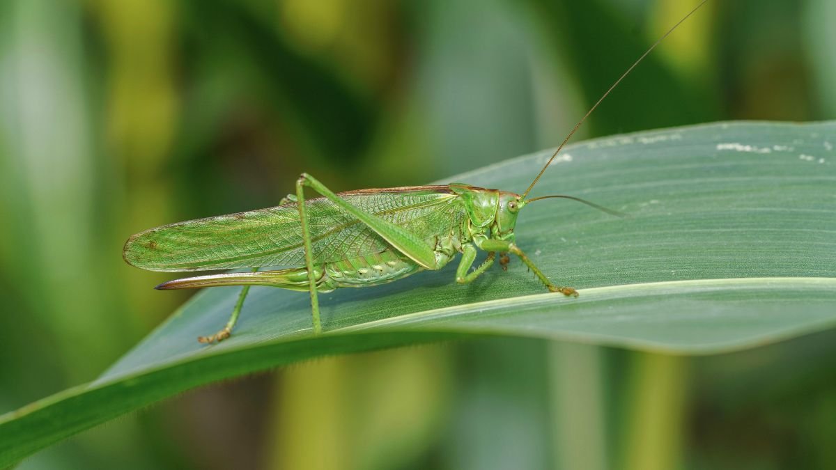Zöld lombszöcske egy levélen, természetes környezetben.