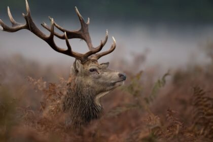 Egy gímszarvas áll a fűben, szarvai impozánsak, a háttérben köd látható.