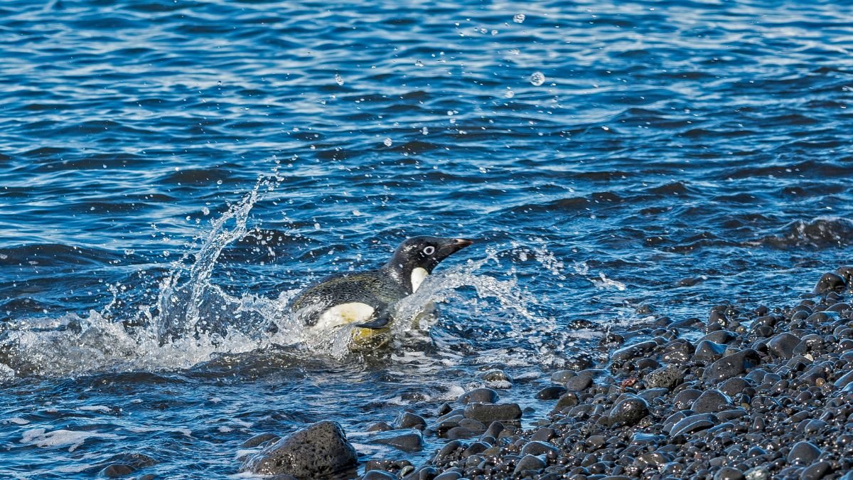 Egy Adélie pingvin ugrik a vízbe, vízsugarakat keltve, a tengerpart közelében.