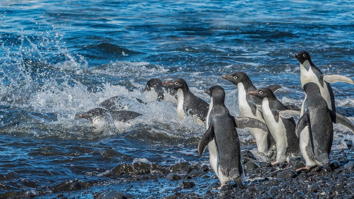 Adélie pingvinek csoportja játszik a vízparton, a habok között ugrálnak.