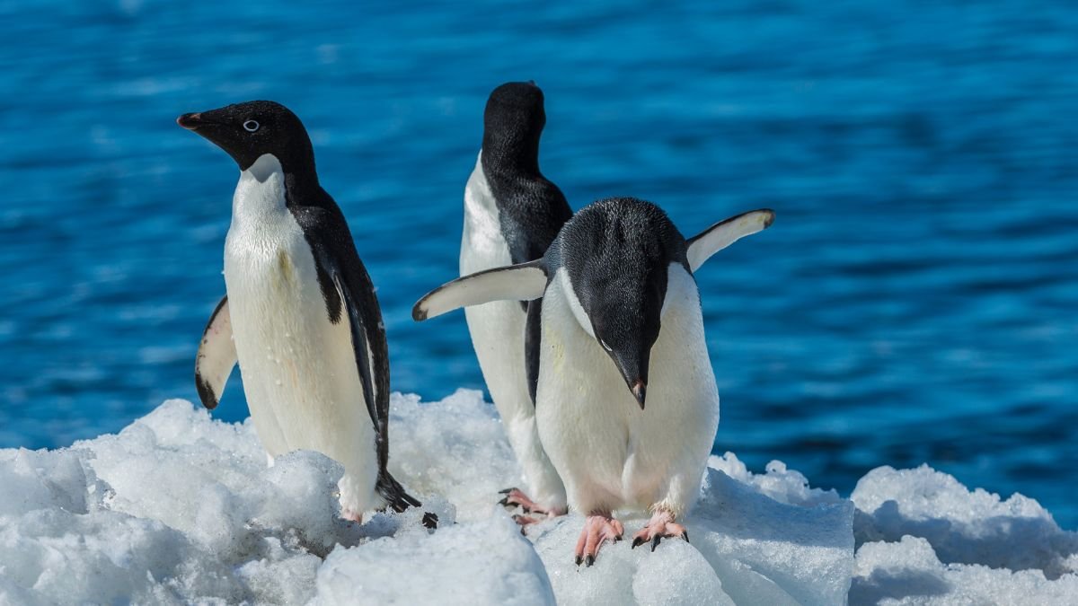 Három Adélie pingvin áll a jégen, a háttérben az Antarktisz kék vize látható.