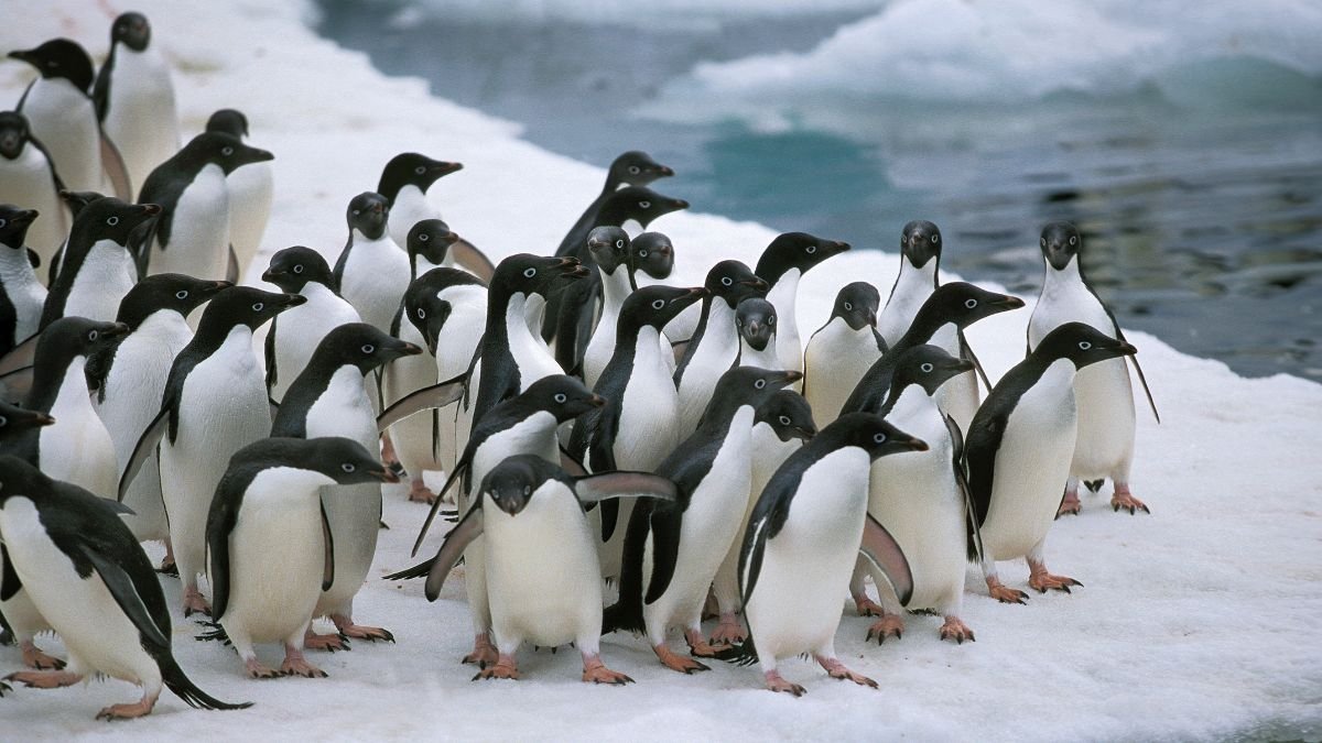 Egy csoport Adélie pingvin áll a hóban, háttérben a víz és jég. Az állatok fehér és fekete tollazattal rendelkeznek.