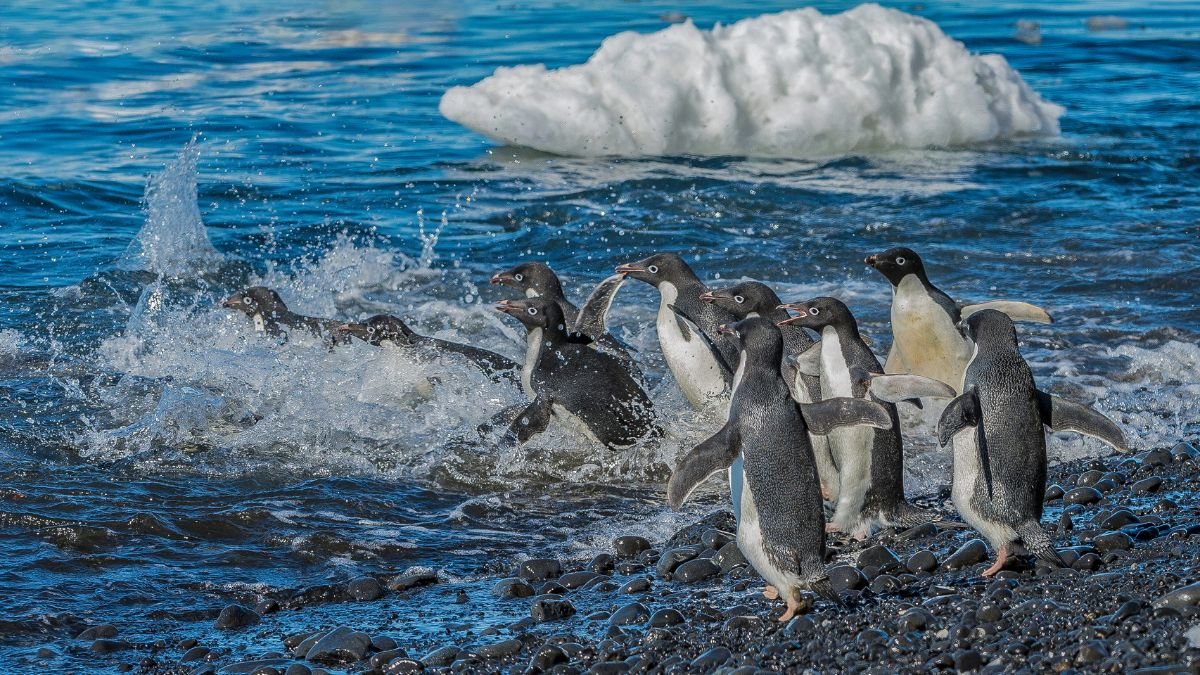 Adélie pingvinek csoportja ugrik a vízbe, körülöttük fröccsen a víz és kövek találhatóak.