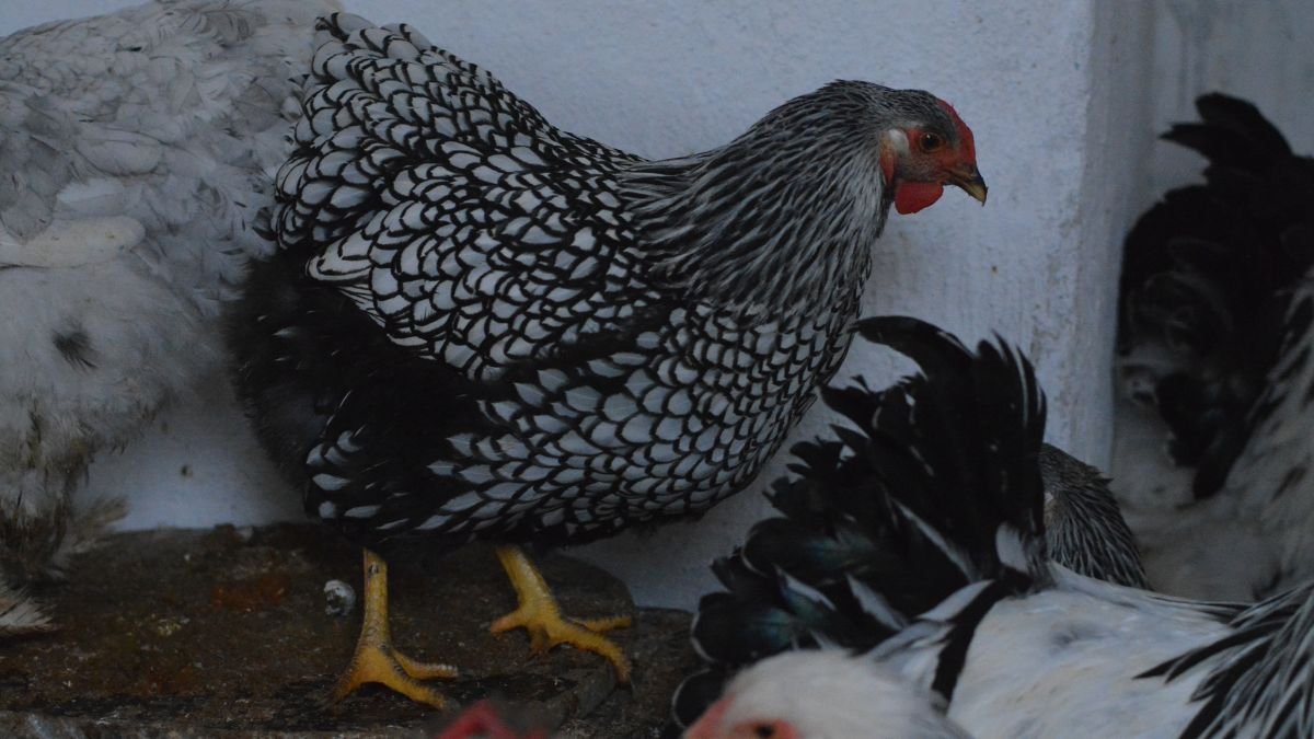 Egy Brahma dísztyúk, jellegzetes fekete-fehér tollazattal, nyugodtan áll egy másik tyúk mellett.