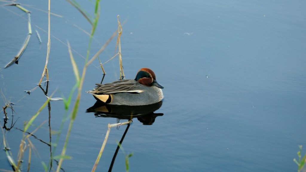 Egy csörgő réce úszik a vízen, körülötte nádas található.
