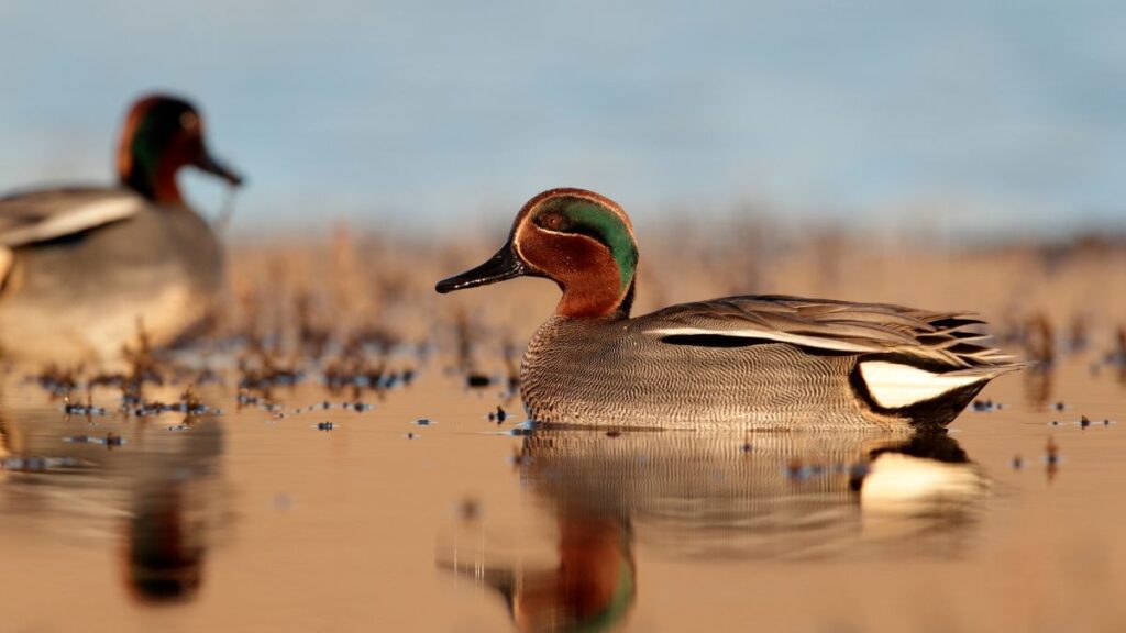 csorgo rece Anas crecca 2
