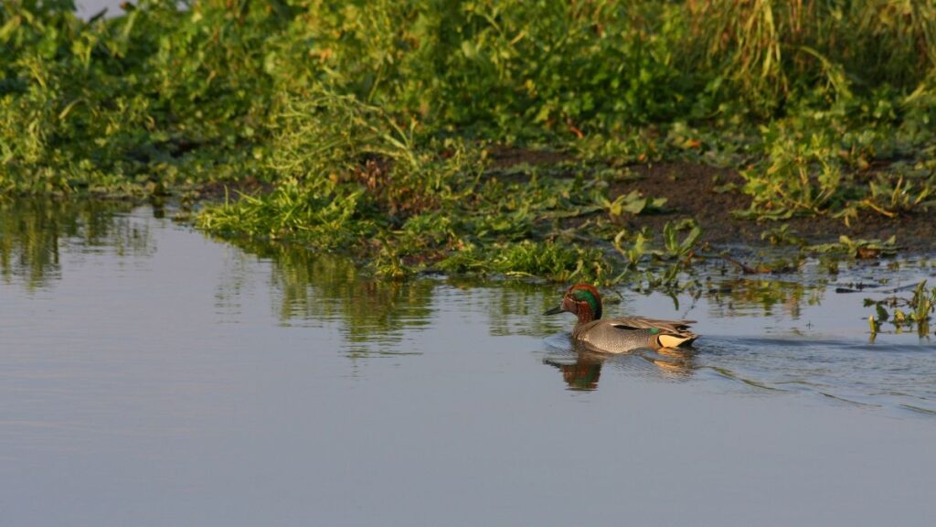 Egy csörgő réce úszik a vízen, zöld növények között.