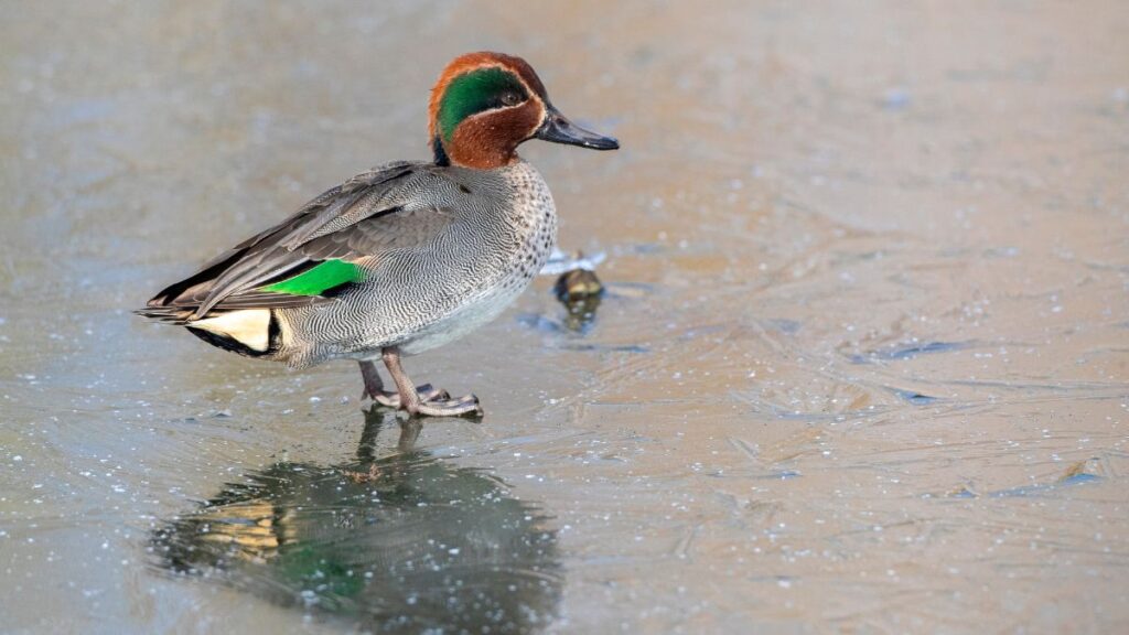 Egy csörgő réce áll a jégen, gyönyörű színekben pompázik.