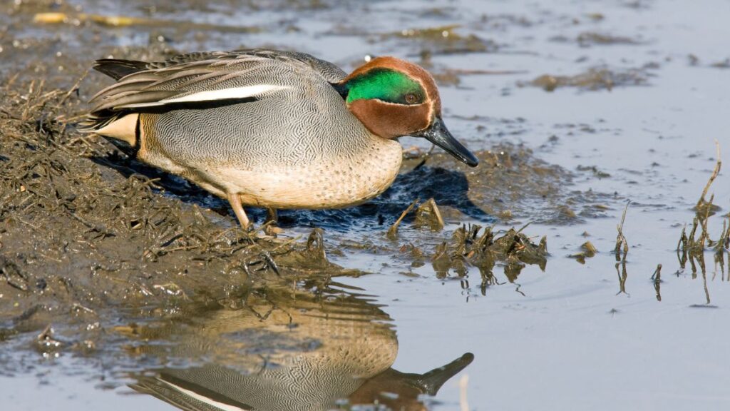 Egy csörgő réce a vízparton, táplálkozik a sekély vízben.