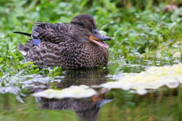 Egy csörgő réce pihen a vízben, körülötte zöld növényzet található.