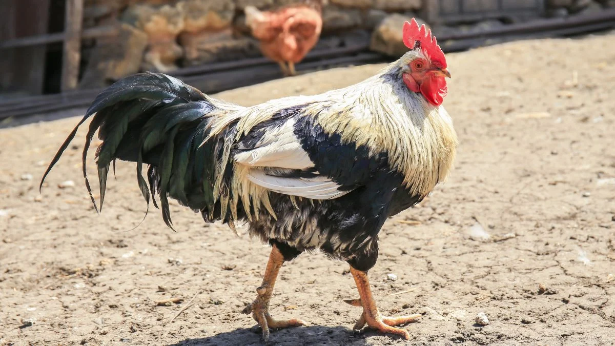 Egy színes kakas sétál a baromfiudvarban, a háttérben tyúkokkal.