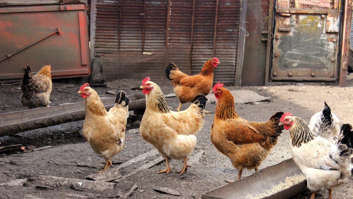 Hat különböző színű és fajtájú tyúk sétál egy baromfiudvarban, körülöttük fém kerítés és szórt takarmány.