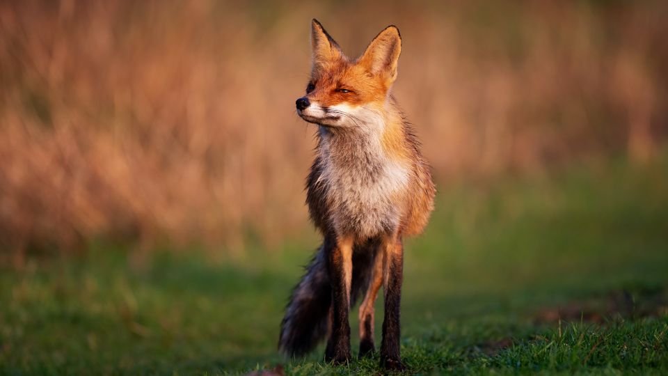 Egy vörös róka áll a zöld fűben, a háttérben száraz fűvel, figyelmesen körülnézve.