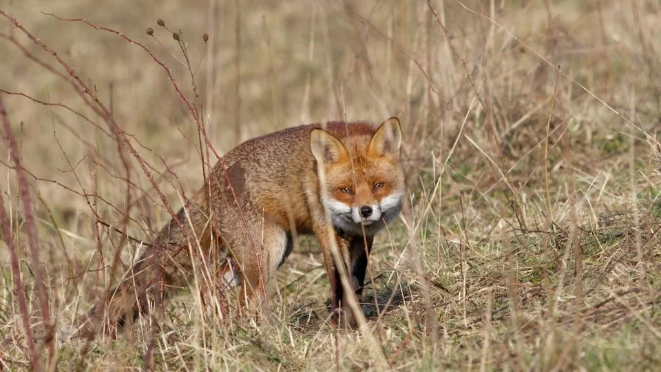 Egy vörös róka (Vulpes vulpes) sétál a fűben, figyelmesen körülnézve.