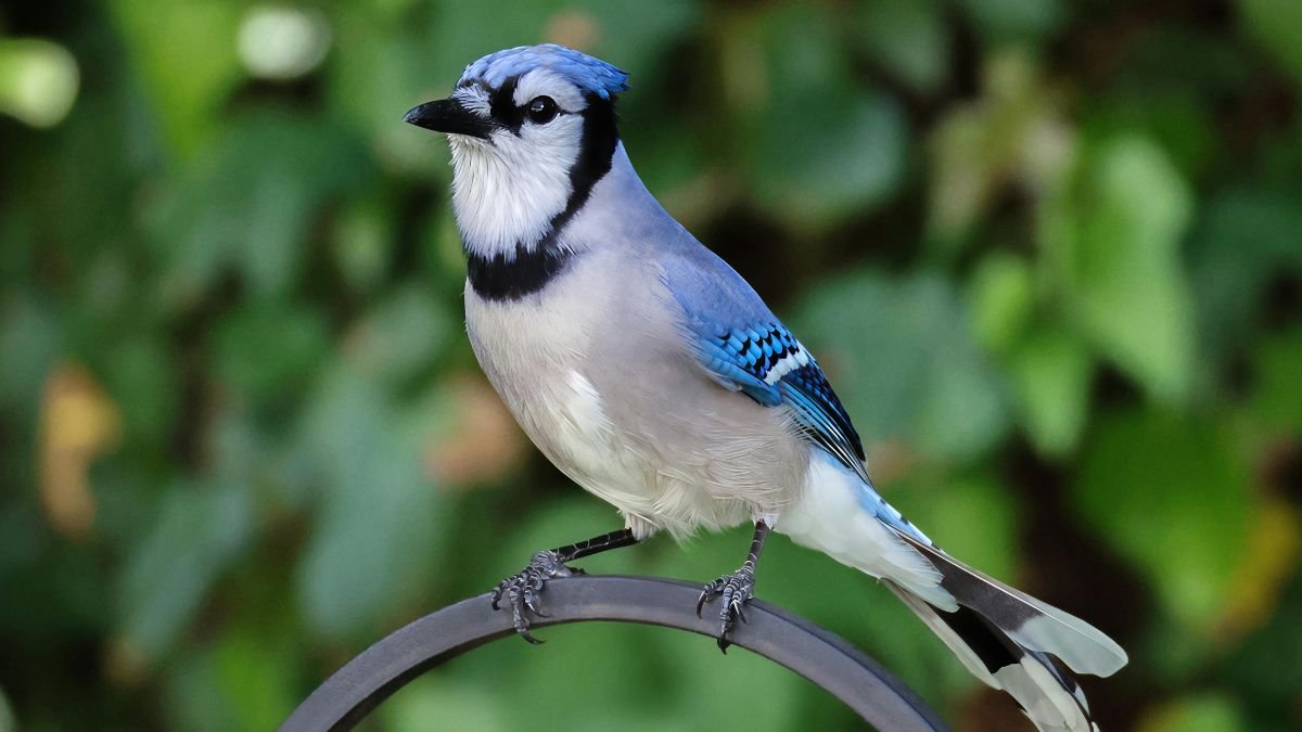 Egy kék szajkó, élénk kék tollazattal és fekete-fehér mintázattal, egy fémkereten ülve.