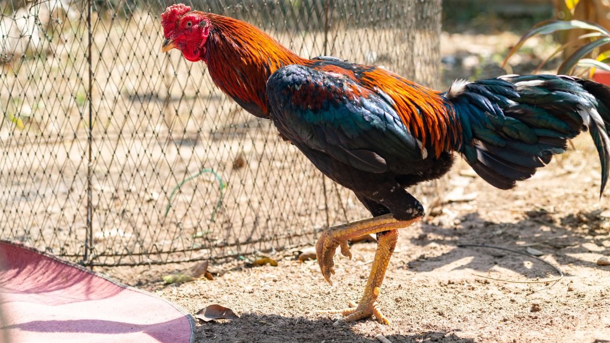 Egy maláj óriástyúk, élénk színekben pompázva, a napfényben sétál egy ketrec közelében.