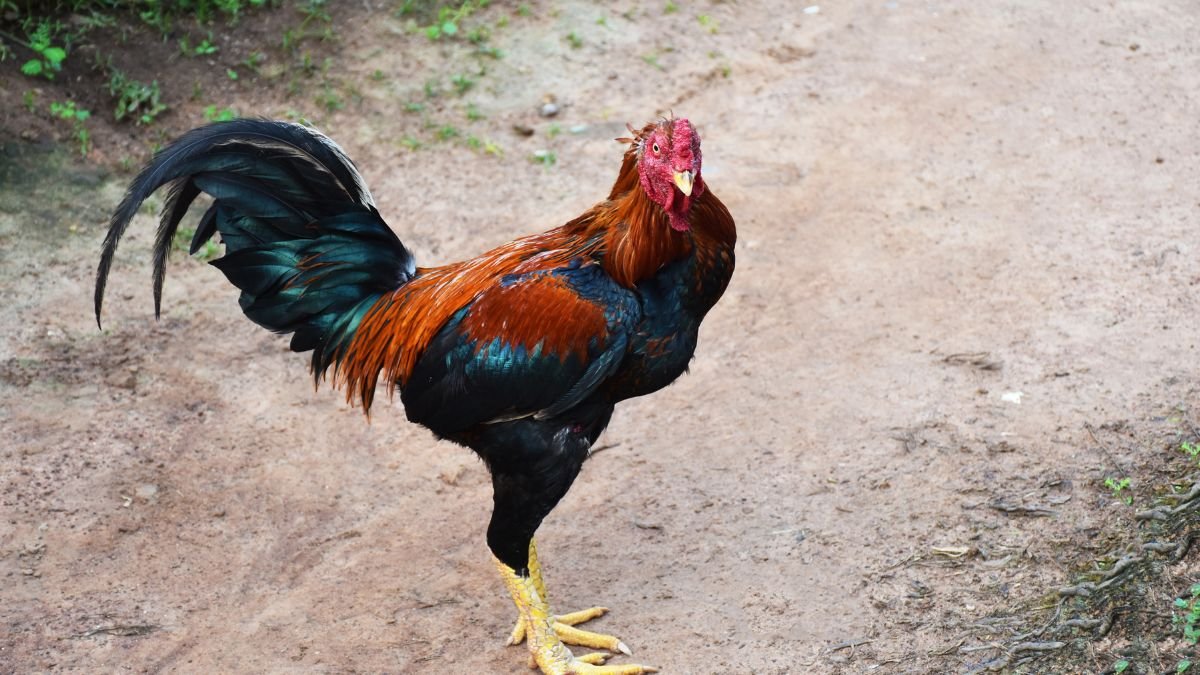 Egy maláj óriástyúk áll a földön, élénk színekben pompázó tollazattal és impozáns testalkattal.