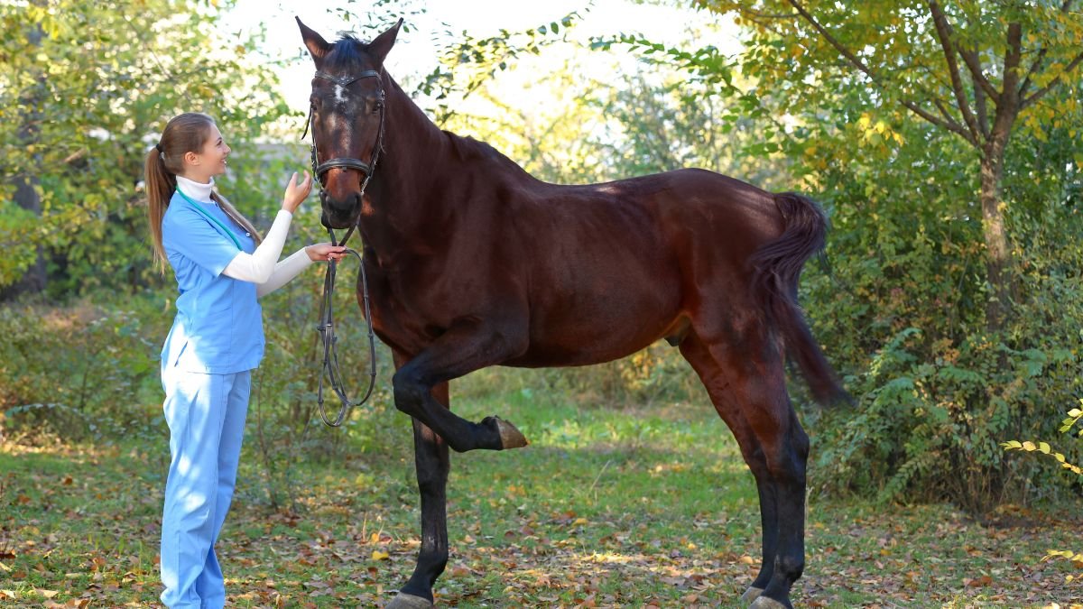Egy ló és egy fiatal nő áll a természetben, a ló barátságosan néz a nőre, aki pórázon tartja.