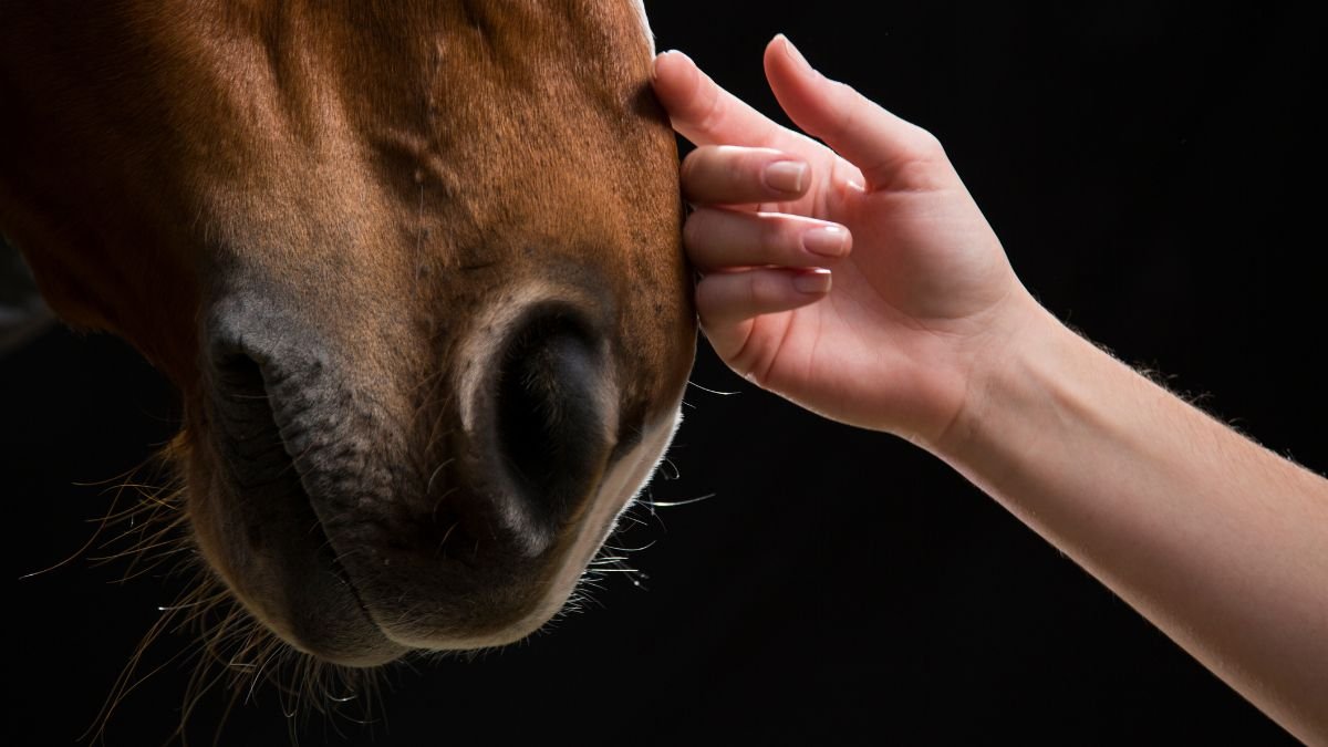 Egy ló arca látható, amint egy kéz simogatja az orrát, a háttér sötét.