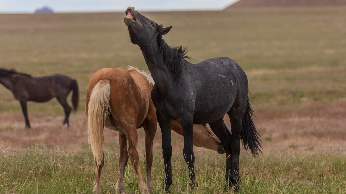 Két ló, egy fekete és egy sárga, egy mezőn állva, a fekete ló hangosan nyerít.