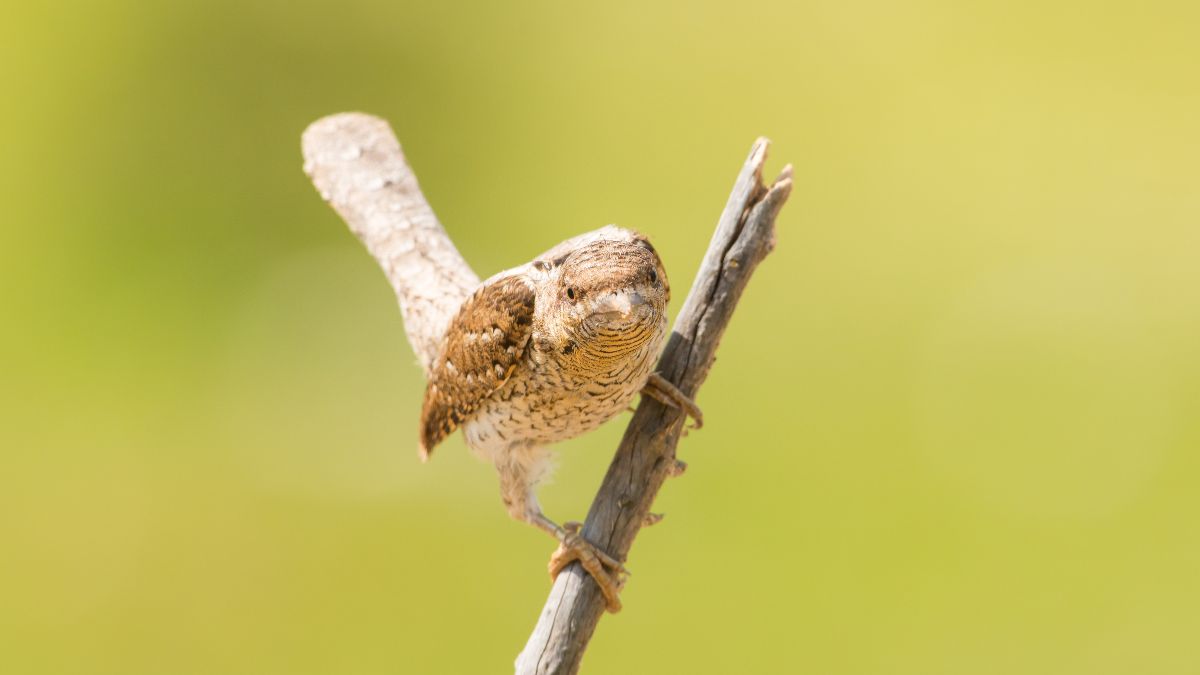 A nyaktekercs (Jynx torquilla) egy ágon ül, szürke és barna tollazatával jól álcázva a környezetében.