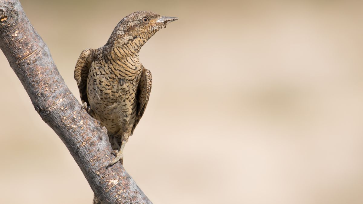 A nyaktekercs (Jynx torquilla) egy ágon ül, jellegzetes álcázó tollazatával a háttér színeivel harmonizálva.