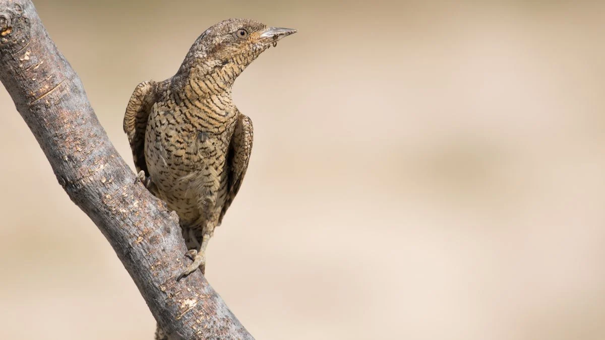 A nyaktekercs (Jynx torquilla) egy ágon ül, jellegzetes álcázó tollazatával a háttér színeivel harmonizálva.