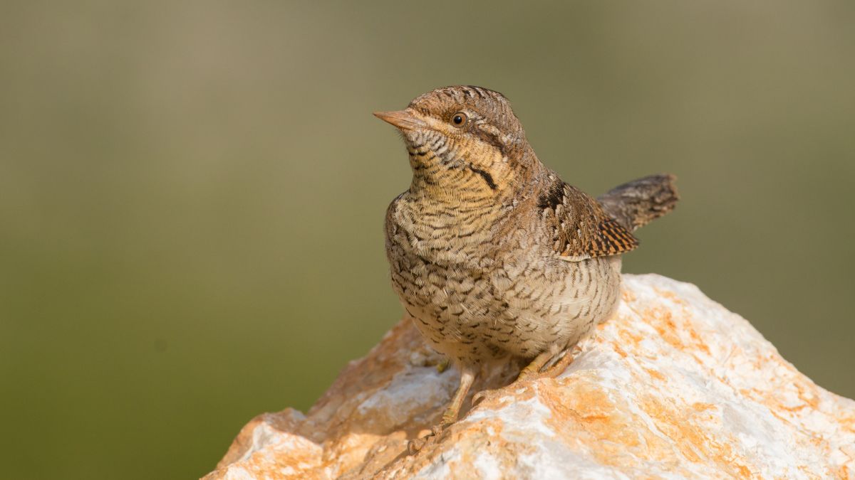 A nyaktekercs (Jynx torquilla) egy kőre ülve, szürke és barna tollazattal, jellegzetes álcázásával.