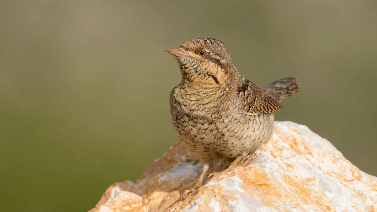 A nyaktekercs (Jynx torquilla) egy kőre ülve, szürke és barna tollazattal, jellegzetes álcázásával.