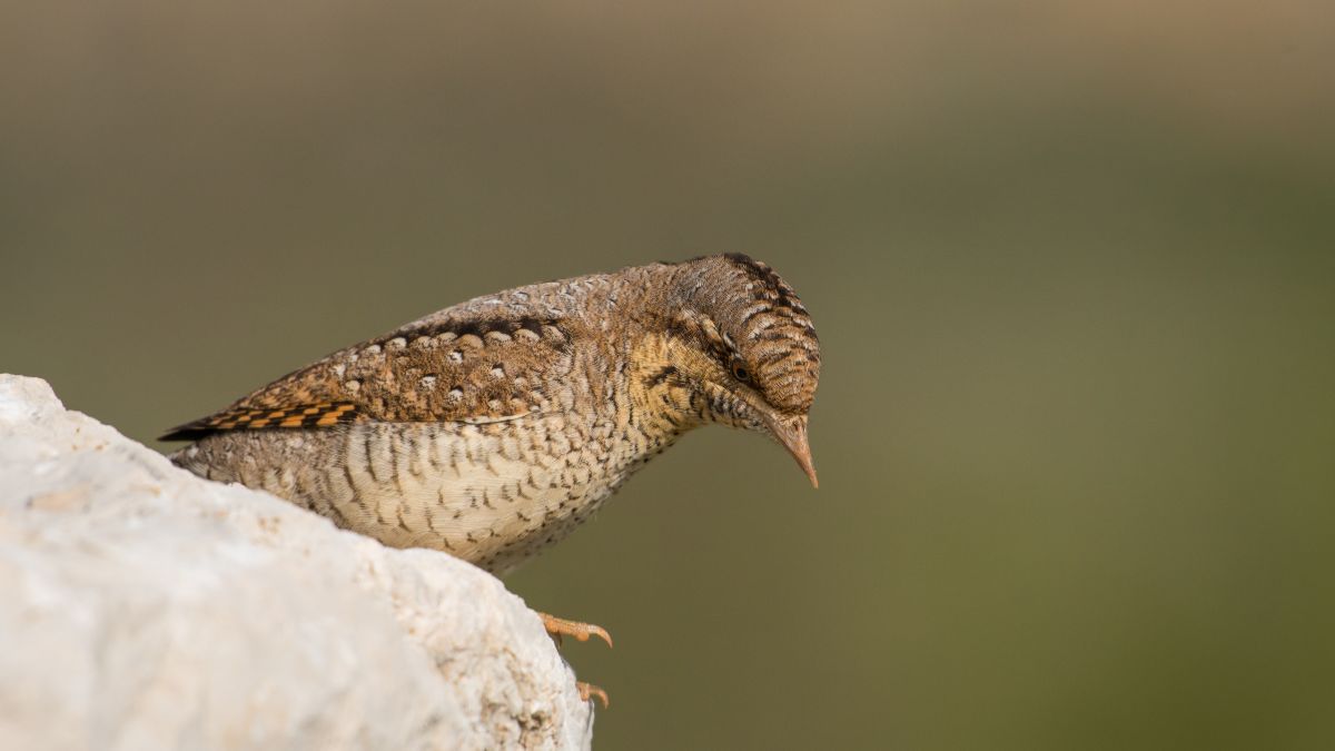 A nyaktekercs (Jynx torquilla) egy sziklás területen ül, jellegzetes álcázott tollazatával és figyelmes tekintetével.