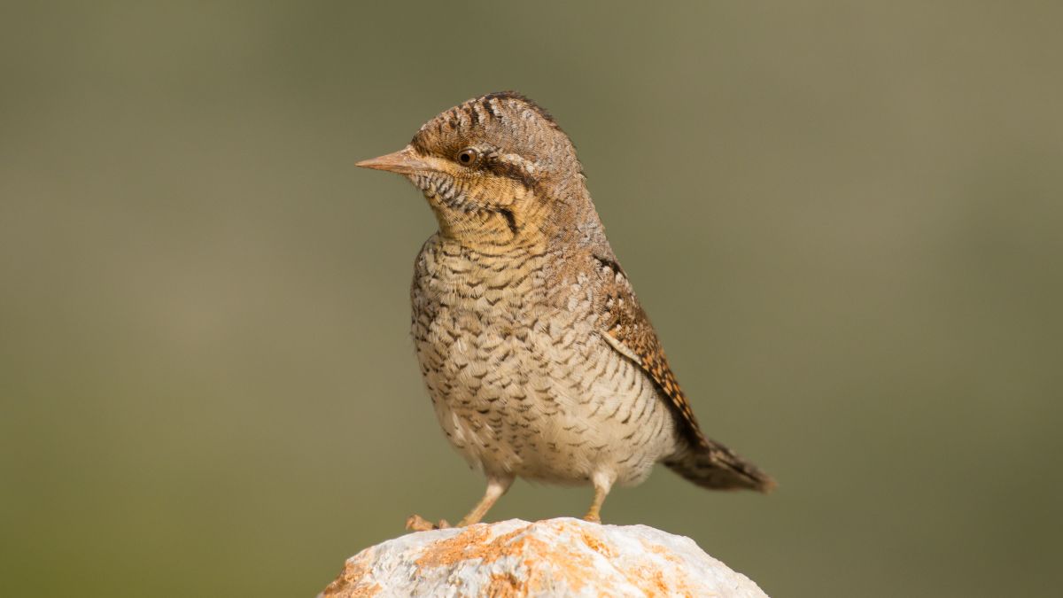 A nyaktekercs (Jynx torquilla) egy kicsi, álcázott madár, amely egy sziklán áll, jól láthatóan, tollazata szürkésbarna és csíkozott.