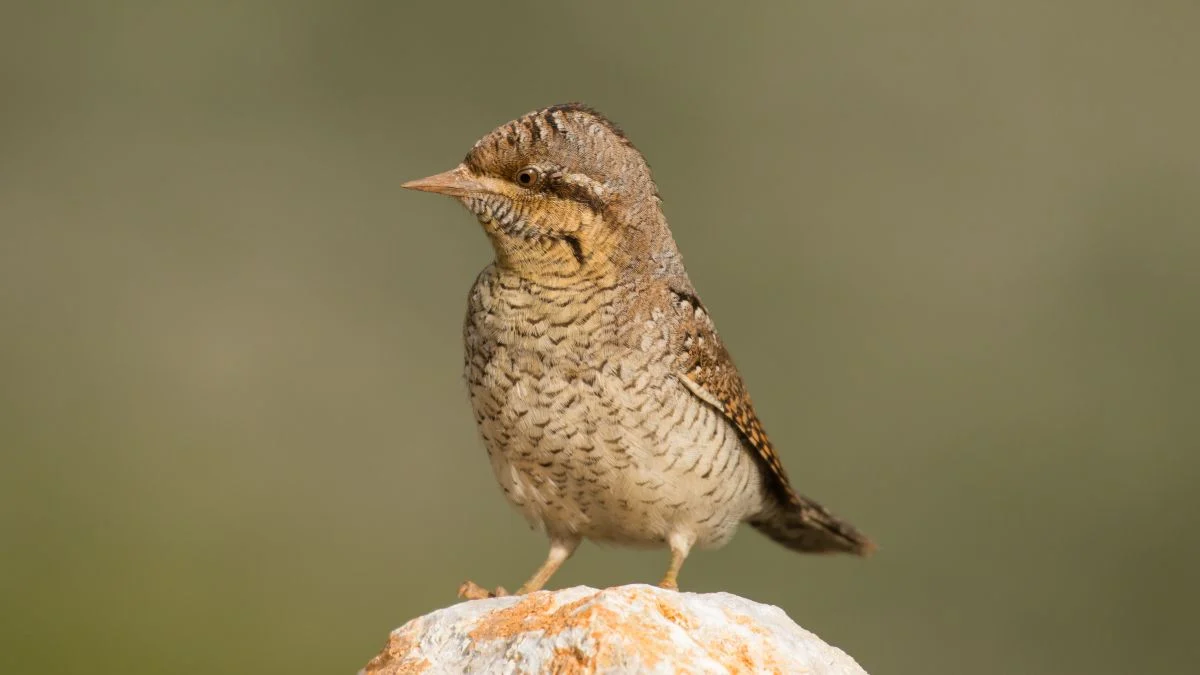A nyaktekercs (Jynx torquilla) egy kicsi, álcázott madár, amely egy sziklán áll, jól láthatóan, tollazata szürkésbarna és csíkozott.