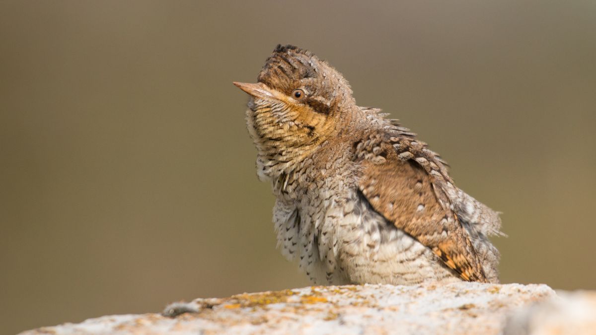 A nyaktekercs (Jynx torquilla) egy különleges madár, amely álcázott tollazatával és jellegzetes testtartásával tűnik ki.