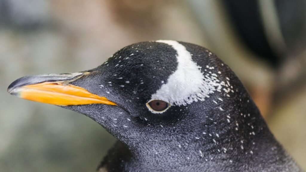 szamarpingvin Pygoscelis papua 1