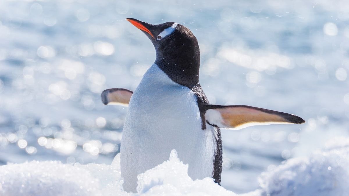 Egy szamárpingvin a hóban áll, szárnyait kitárva, háttérben a tenger csillogásával.