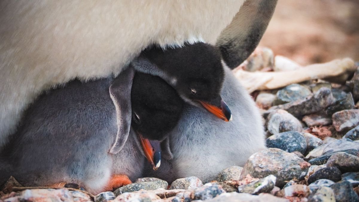 Két szamárpingvin fióka pihen egy felnőtt pingvin alatt, köveken.