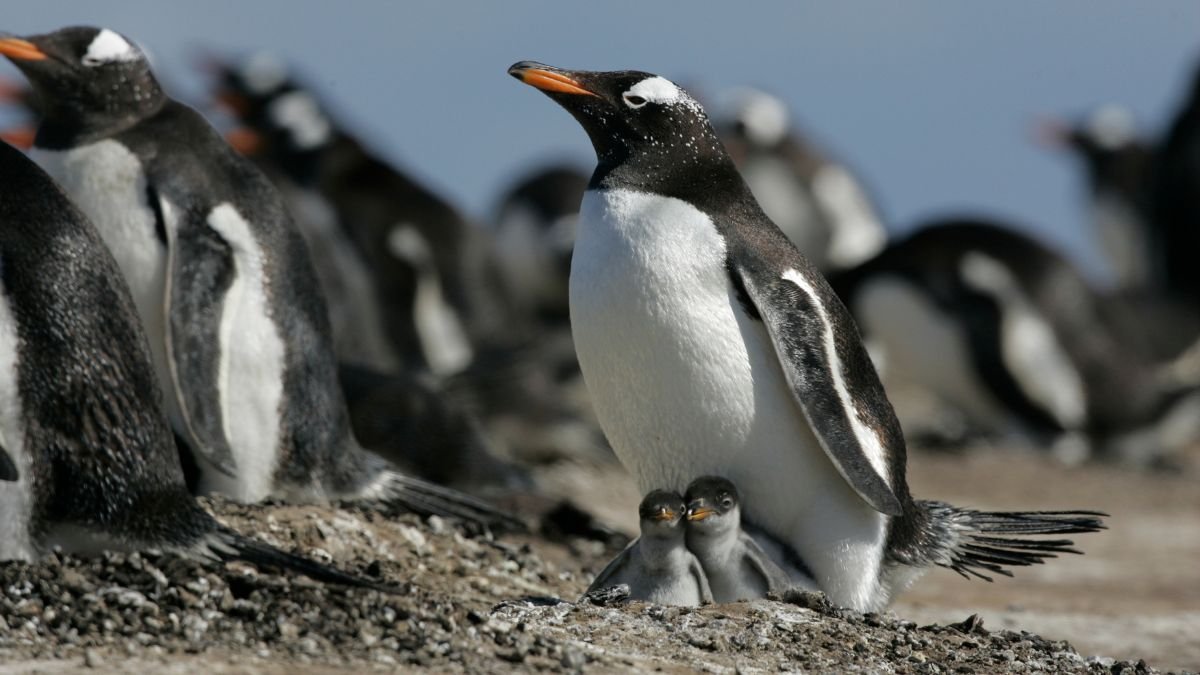Két fiatal szamárpingvin a szülője mellett, a kolónia tagjaival a háttérben.