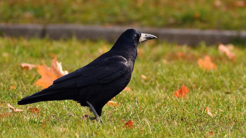 Egy vetési varjú áll a zöld fűben, körülötte színes őszi falevelek hevernek.