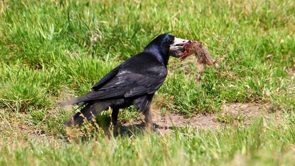 Egy vetési varjú (Corvus frugilegus) fűben állva, egy rágcsálóval a csőrében.