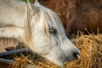 Egy fehér ló szénát eszik, háttérben egy barna ló látható.