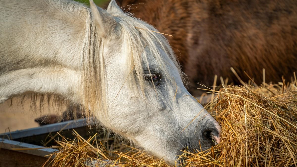 Egy fehér ló szénát eszik, háttérben egy barna ló látható.