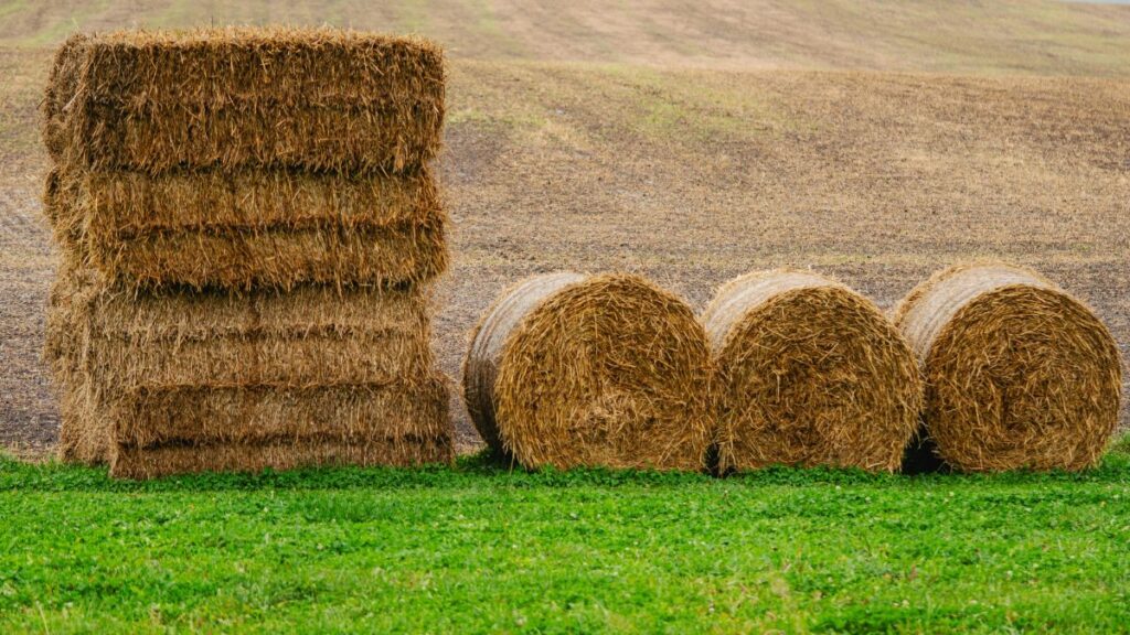 Szénabálák egy mezőn, zöld fűvel és száraz talajjal a háttérben.