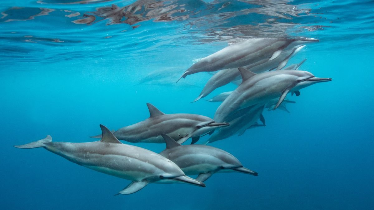 Több delfin úszik együtt a víz felszínén, miközben egyedi alvási módjukat alkalmazzák.