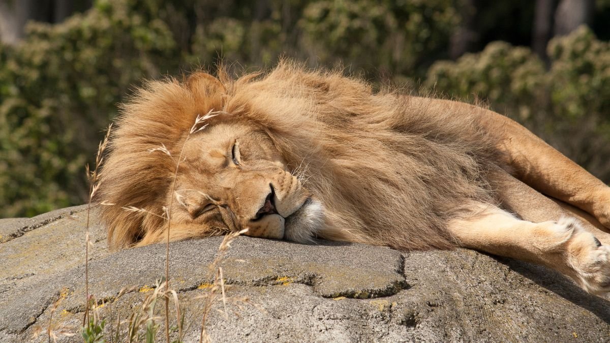Egy pihenő oroszlán fekszik egy sziklás területen, álmosan csukott szemmel.