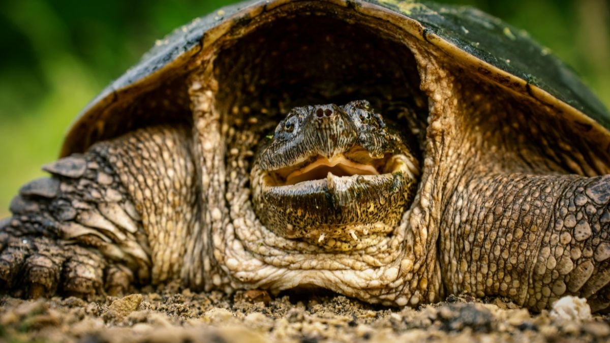 Egy teknős közelről, részletesen látható páncélja és arca, amely a természetben él.